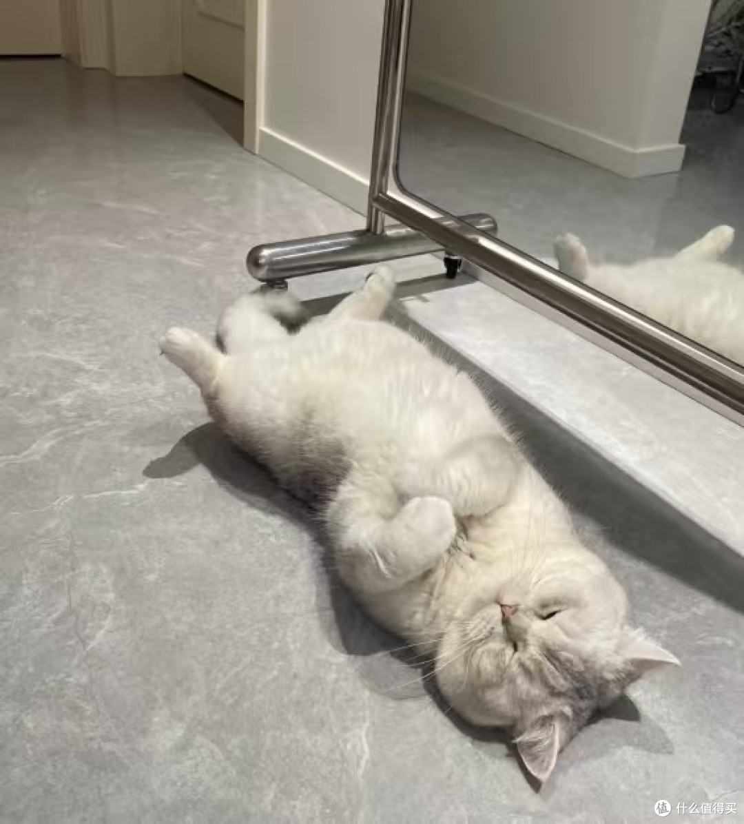 猫咪的规律生活与挑剔饮食