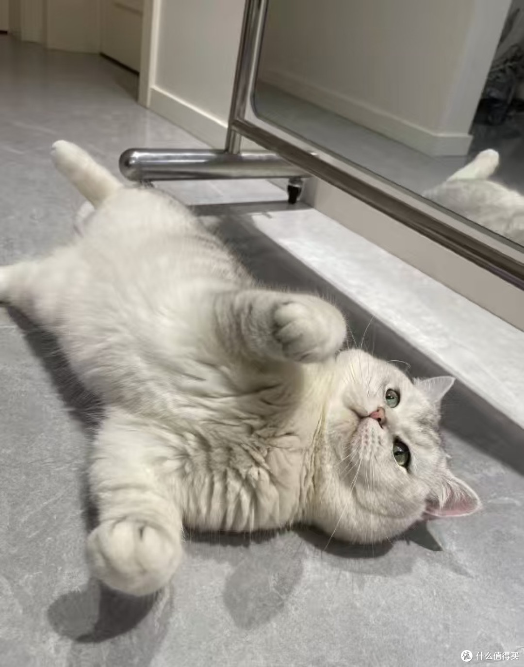 猫咪的晒太阳与挑剔饮食