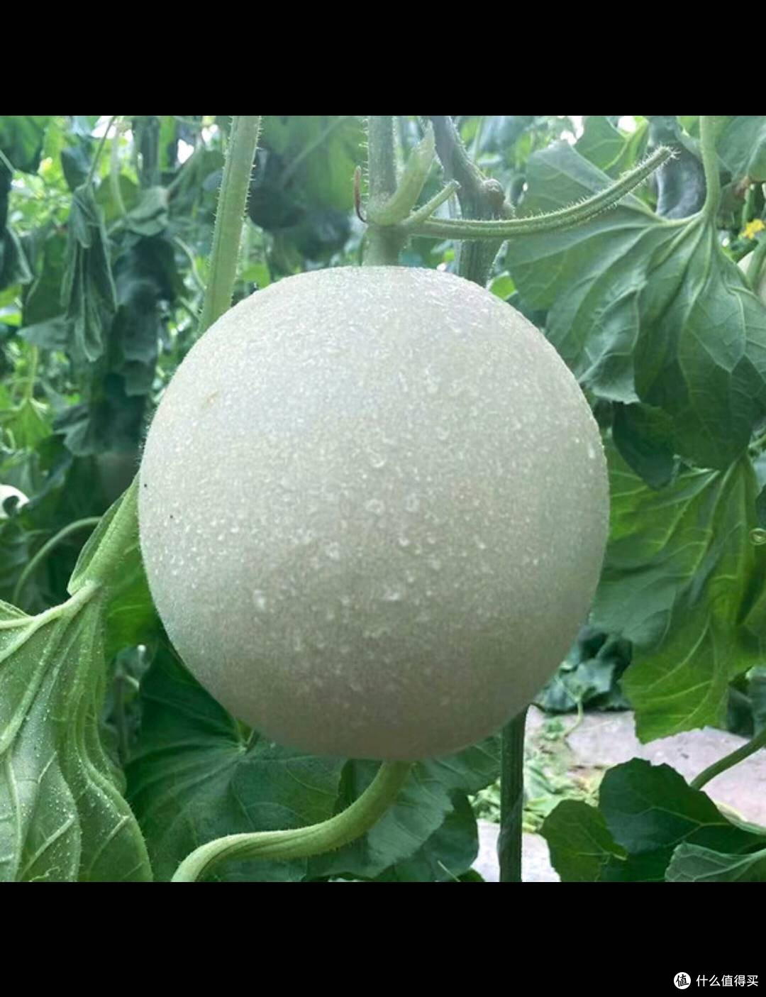 山东玉菇甜瓜，皮薄肉厚汁水多
