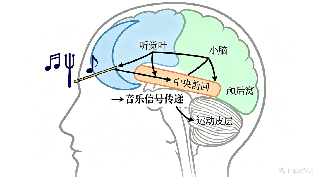 音乐竟是大脑“特效药”！5 大神奇脑科学功效，听歌也能变聪明