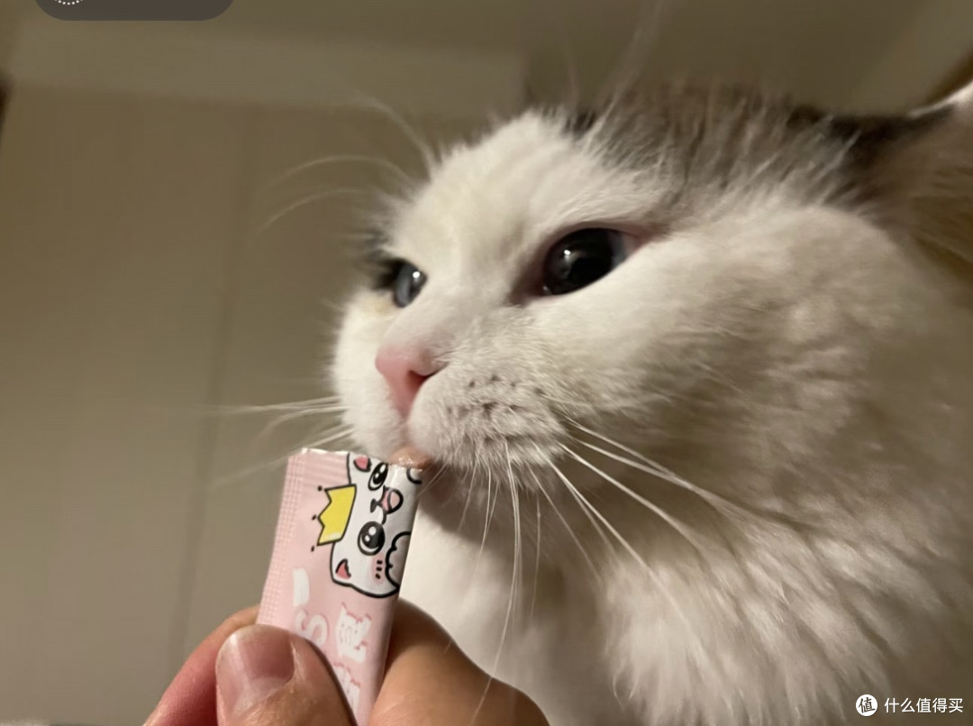 我家猫的睡前仪式感,比我精致多了🤪