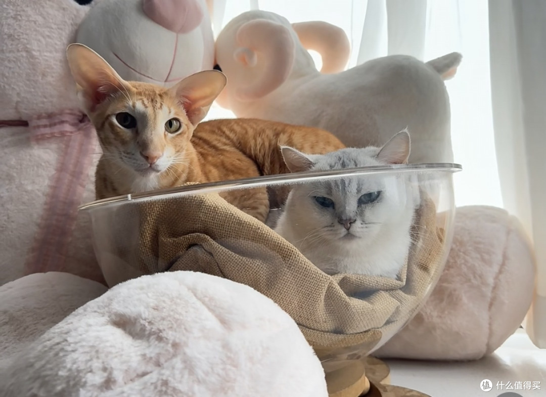 养猫后,我的生活彻底被治愈了!🐱