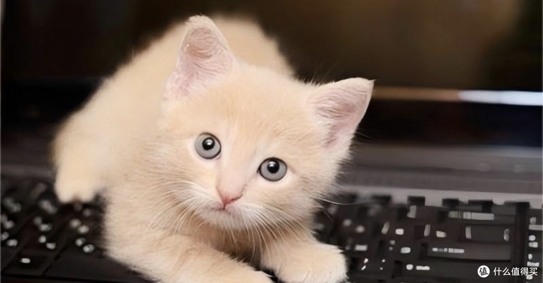 养猫后,我的生活彻底被治愈了!🐱