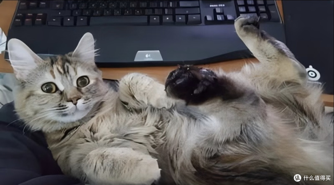 养猫后,我的生活彻底被治愈了!🐱