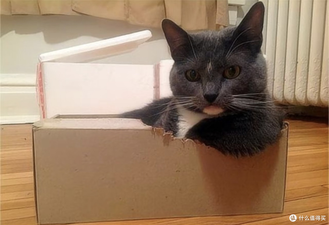 养猫后,我的生活彻底被治愈了!🐱