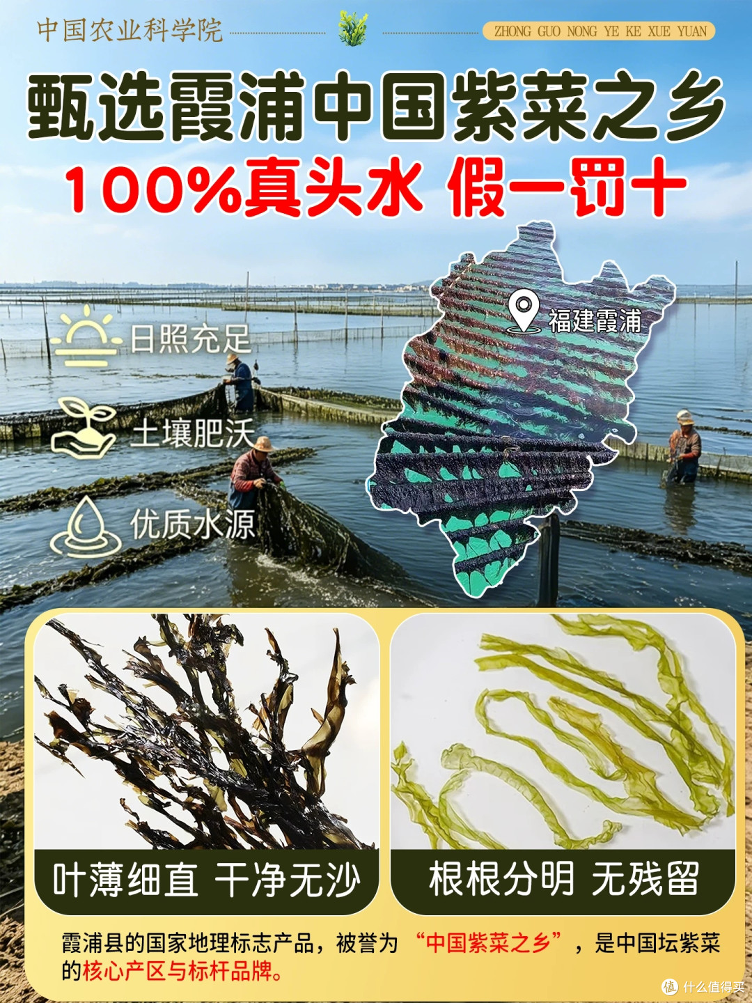 福建霞浦头水紫菜特级免洗蛋花虾皮汤冲泡即食干货罐装官方旗舰店