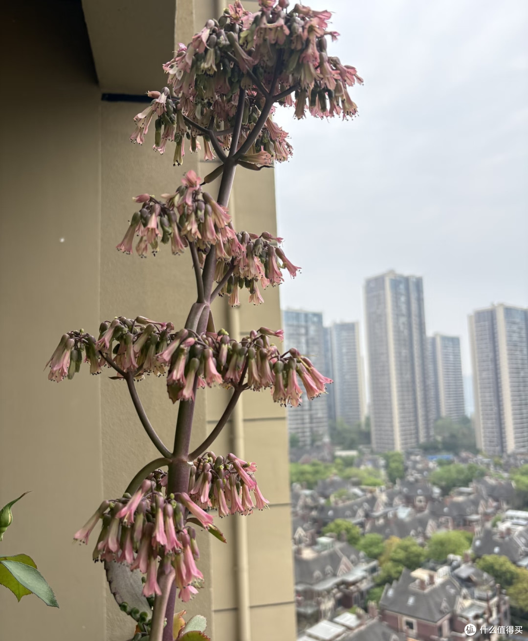 10种花根本“旱不死”,夏天越旱越茂盛,越旱越爱开花
