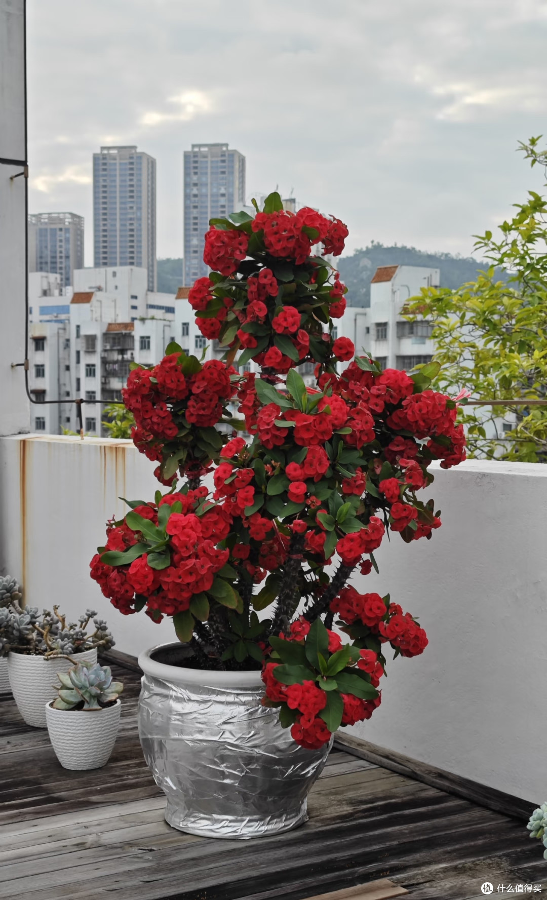 10种花根本“旱不死”,夏天越旱越茂盛,越旱越爱开花