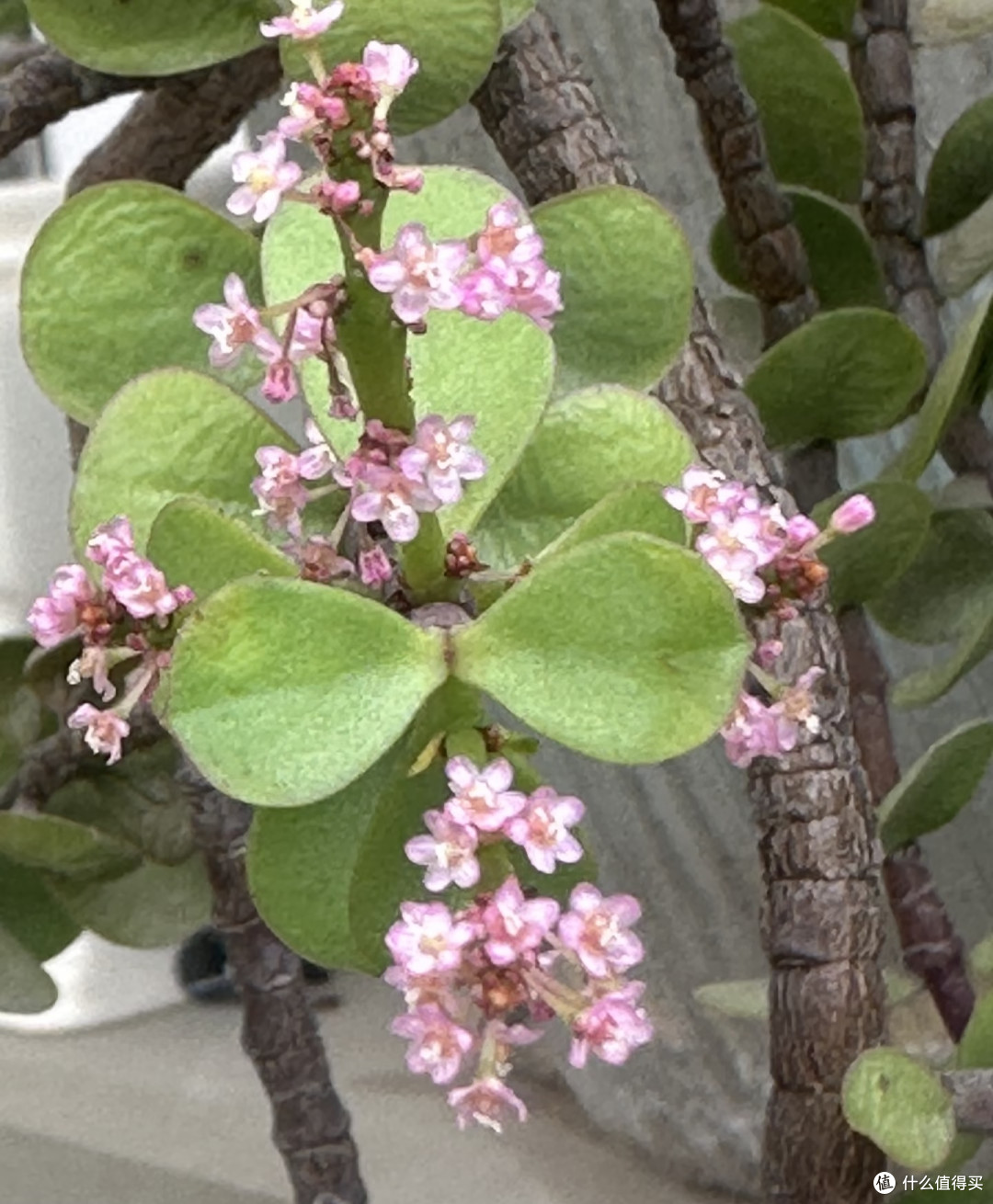 10种花根本“旱不死”,夏天越旱越茂盛,越旱越爱开花