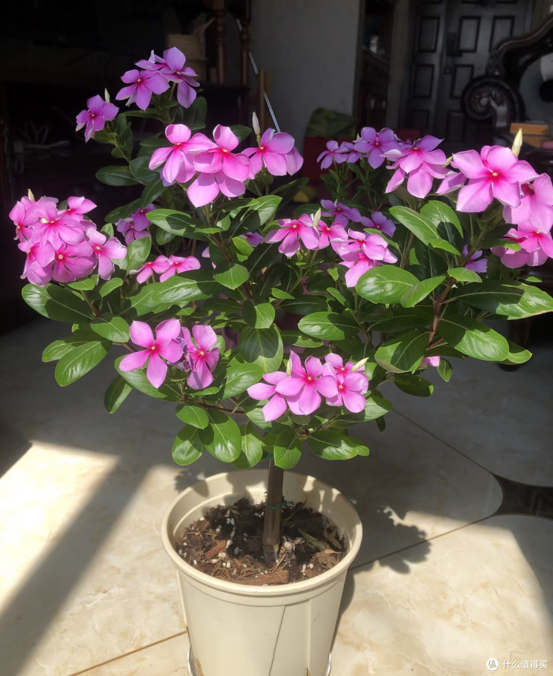 10种花根本“旱不死”,夏天越旱越茂盛,越旱越爱开花