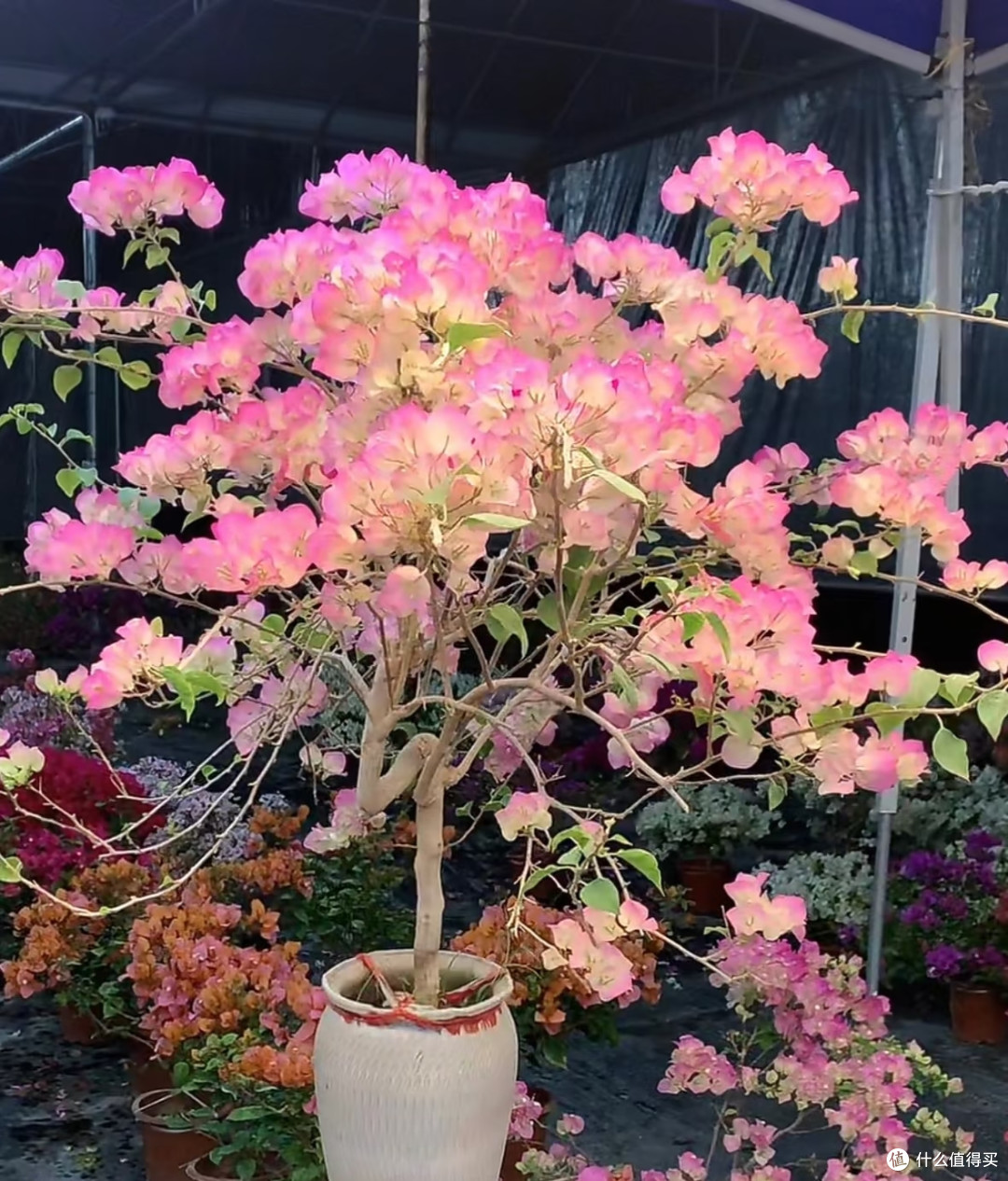10种花根本“旱不死”,夏天越旱越茂盛,越旱越爱开花