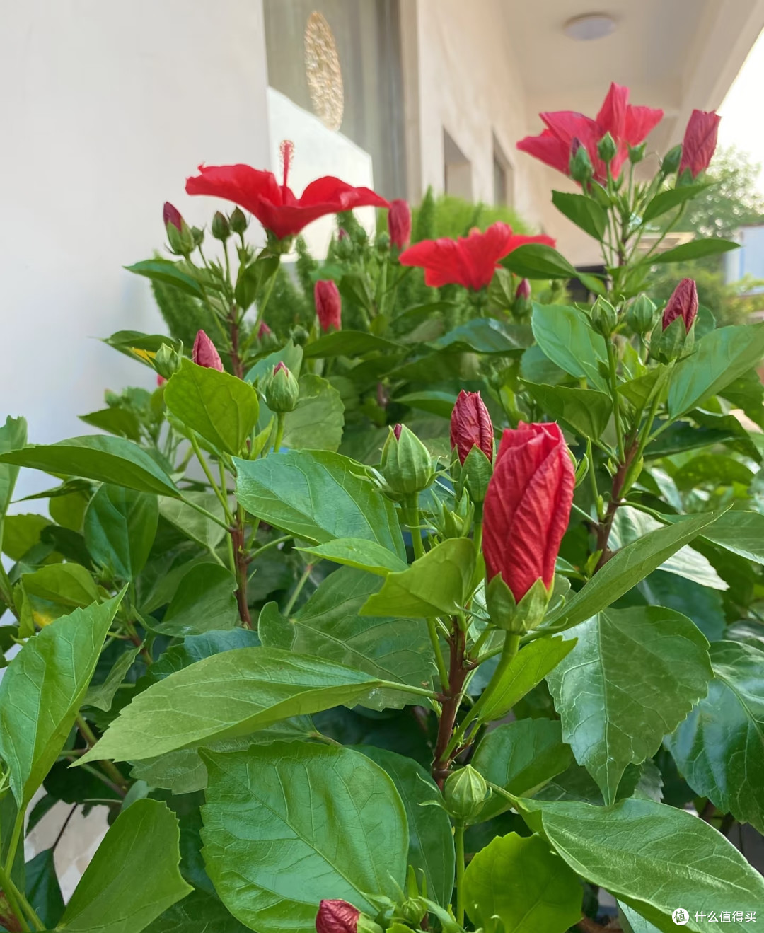 10种花根本“旱不死”,夏天越旱越茂盛,越旱越爱开花
