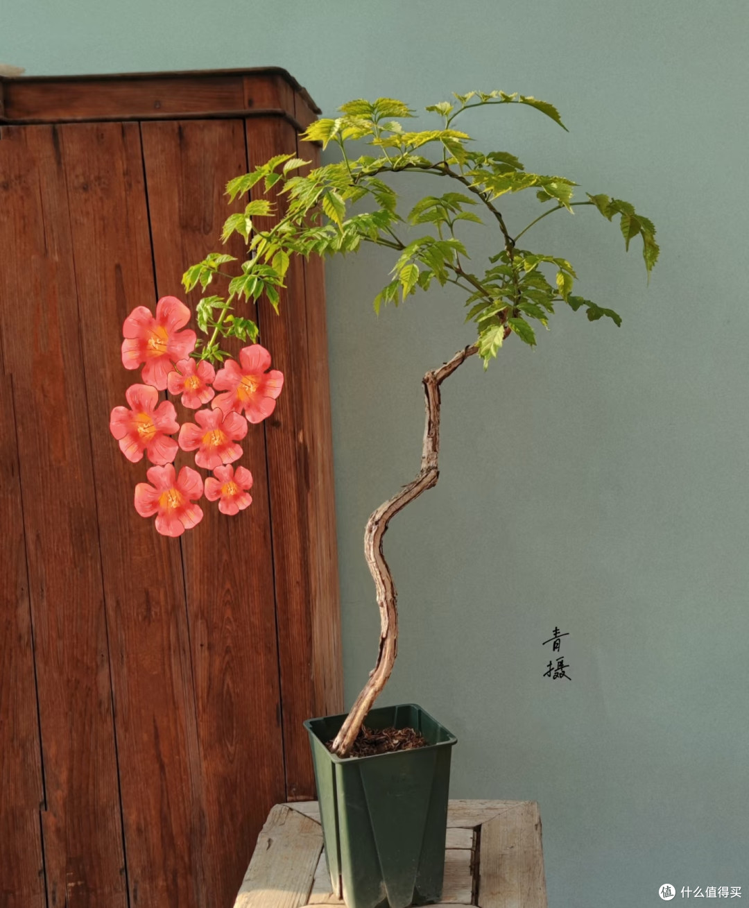 10种花根本“旱不死”,夏天越旱越茂盛,越旱越爱开花