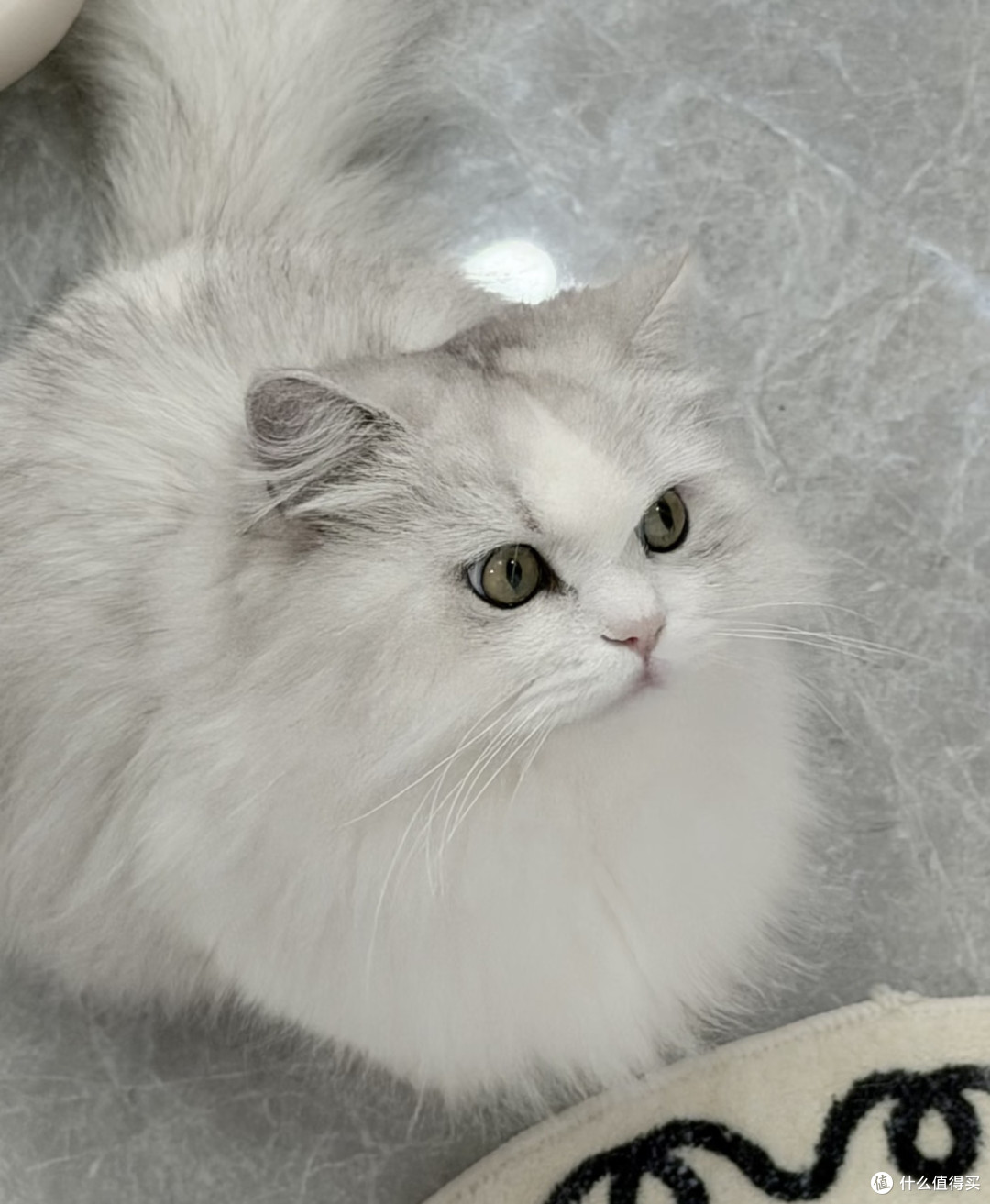 家有玻璃胃小猫，实测好用不踩雷养猫好物