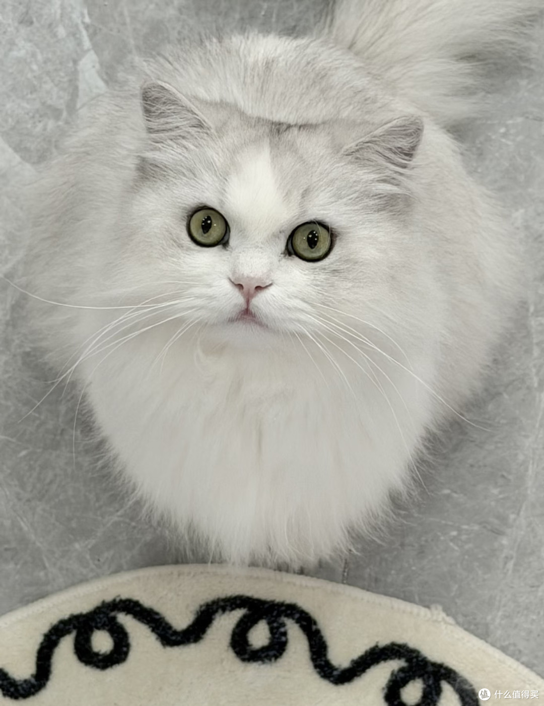 家有玻璃胃小猫，实测好用不踩雷养猫好物