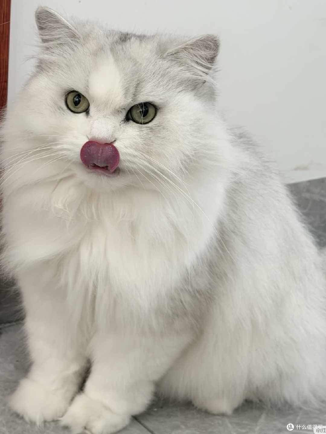 家有玻璃胃小猫，实测好用不踩雷养猫好物