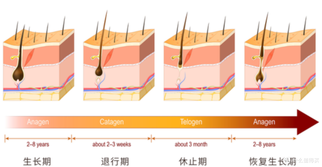 你和同事都在掉头发,但可能根本不是一种秃(建议收藏)