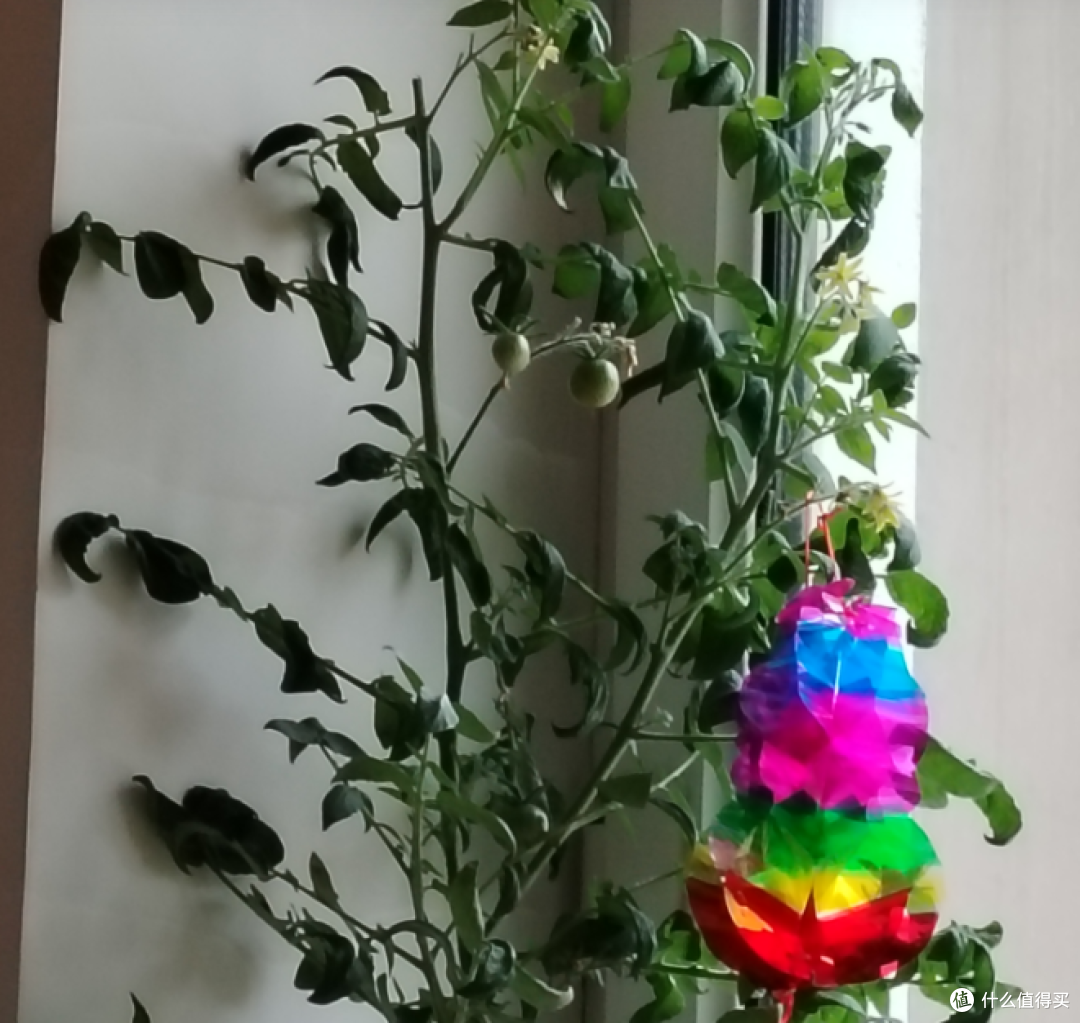 就结了仨，我乐了一整天