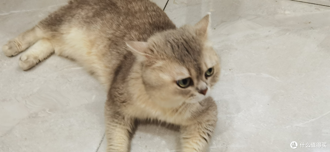 我家的猫咪