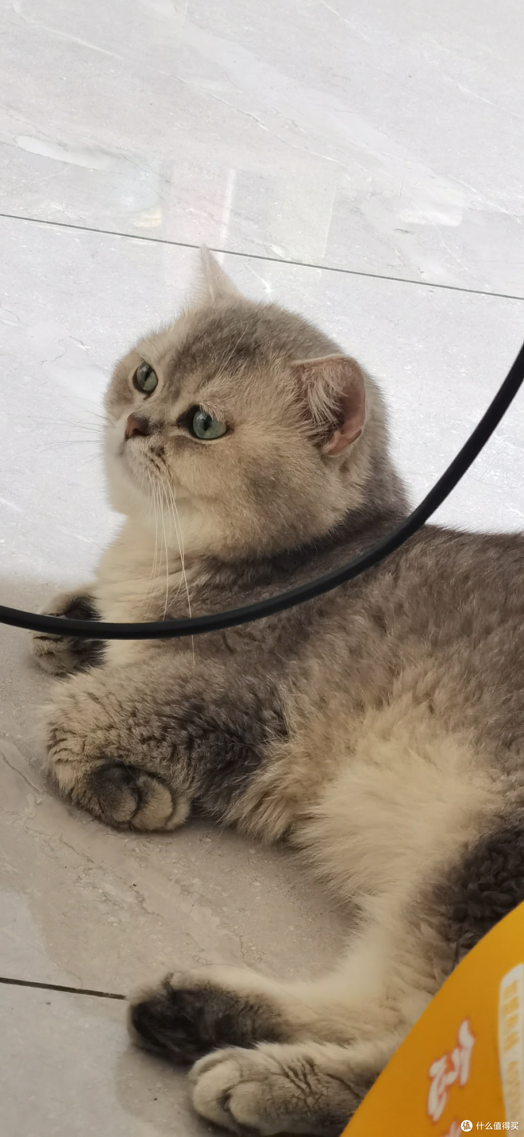 我家的猫咪