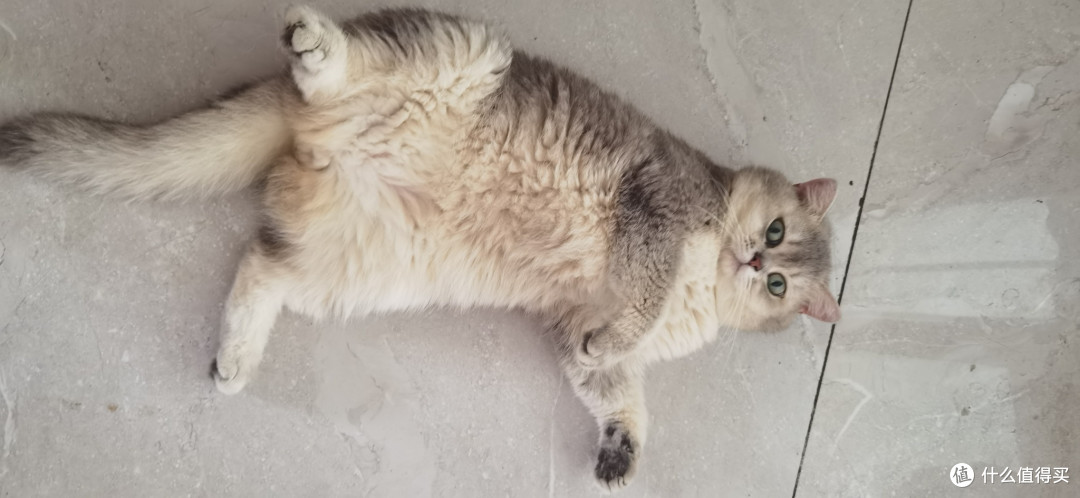 我家的猫咪