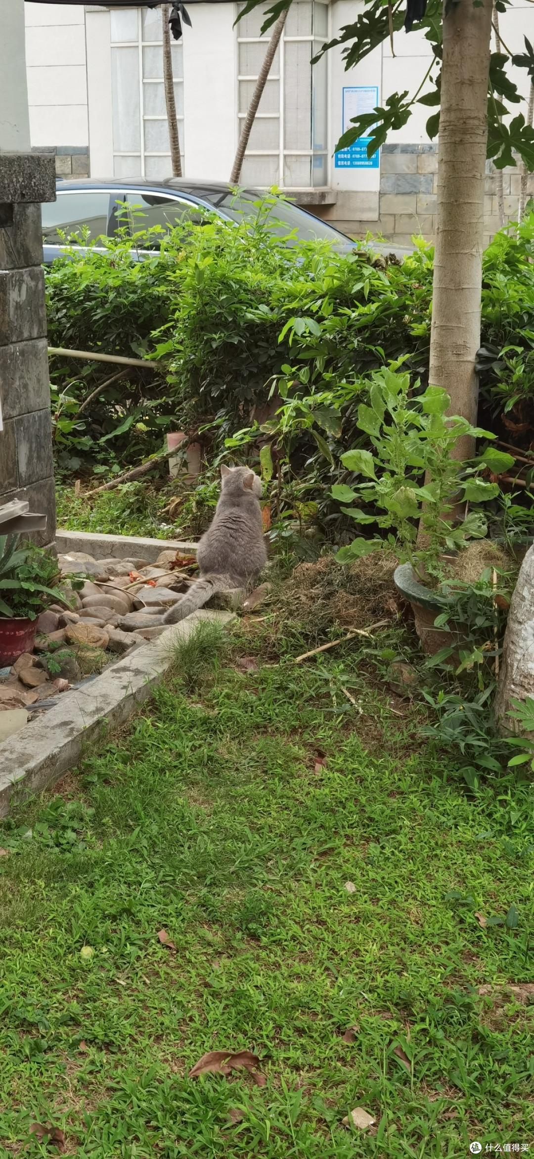 我家猫咪球球