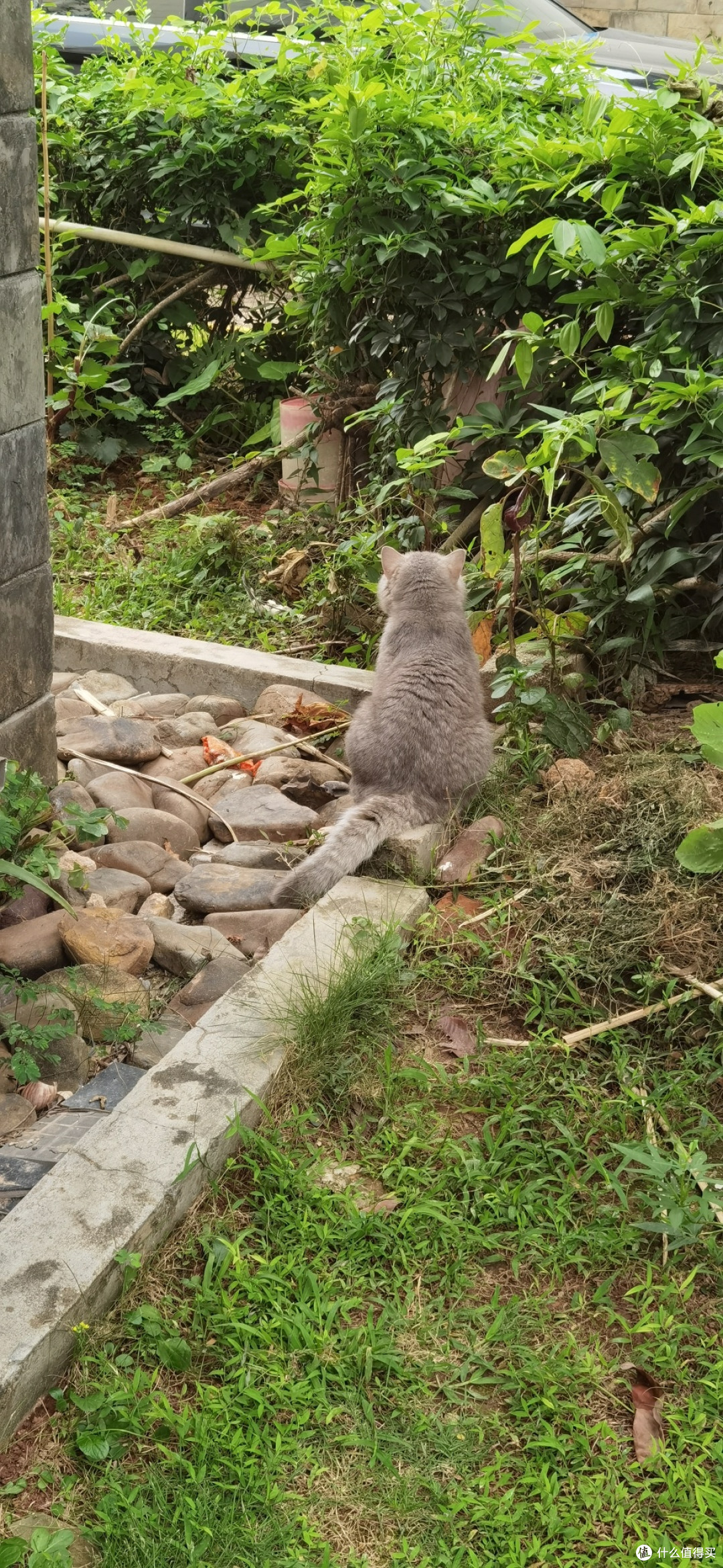 我家猫咪球球