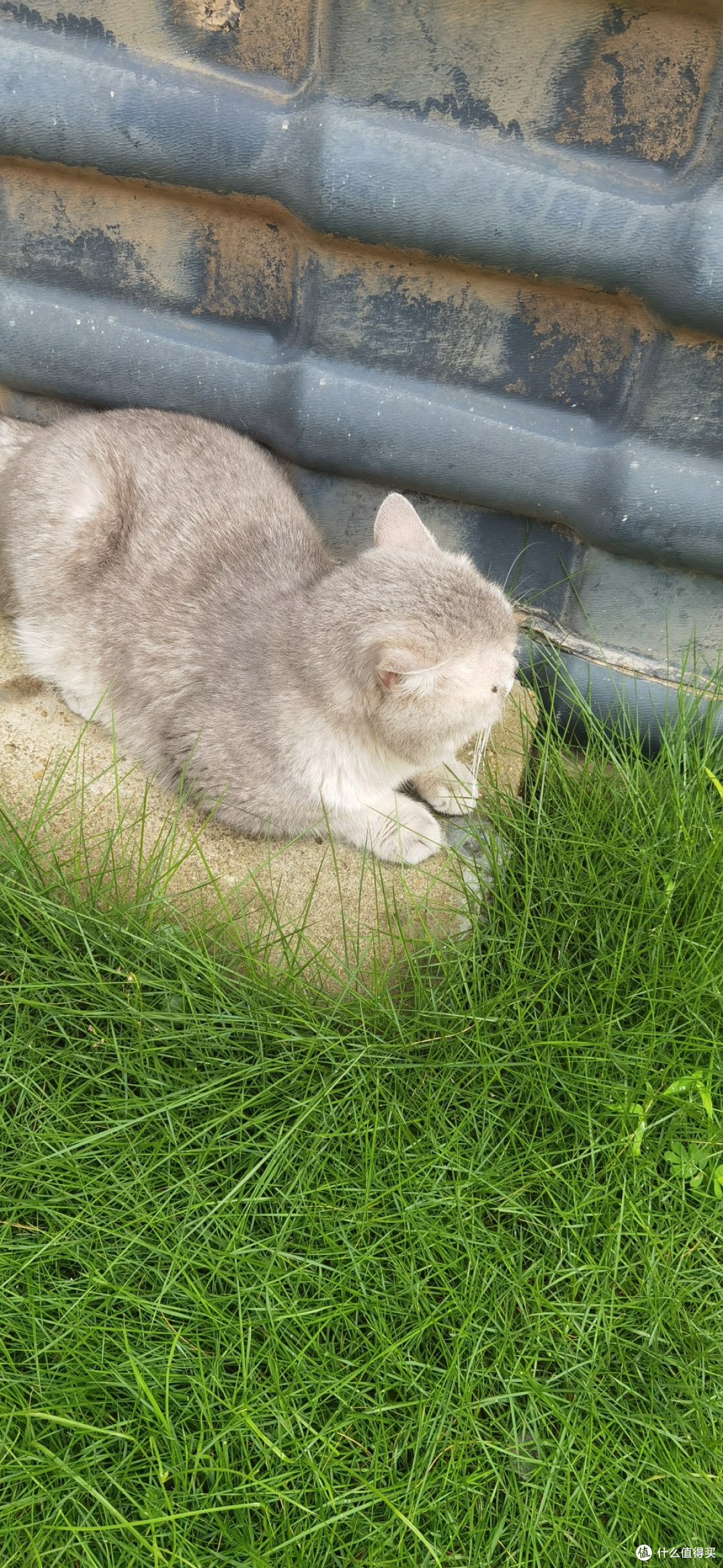 我家猫咪球球