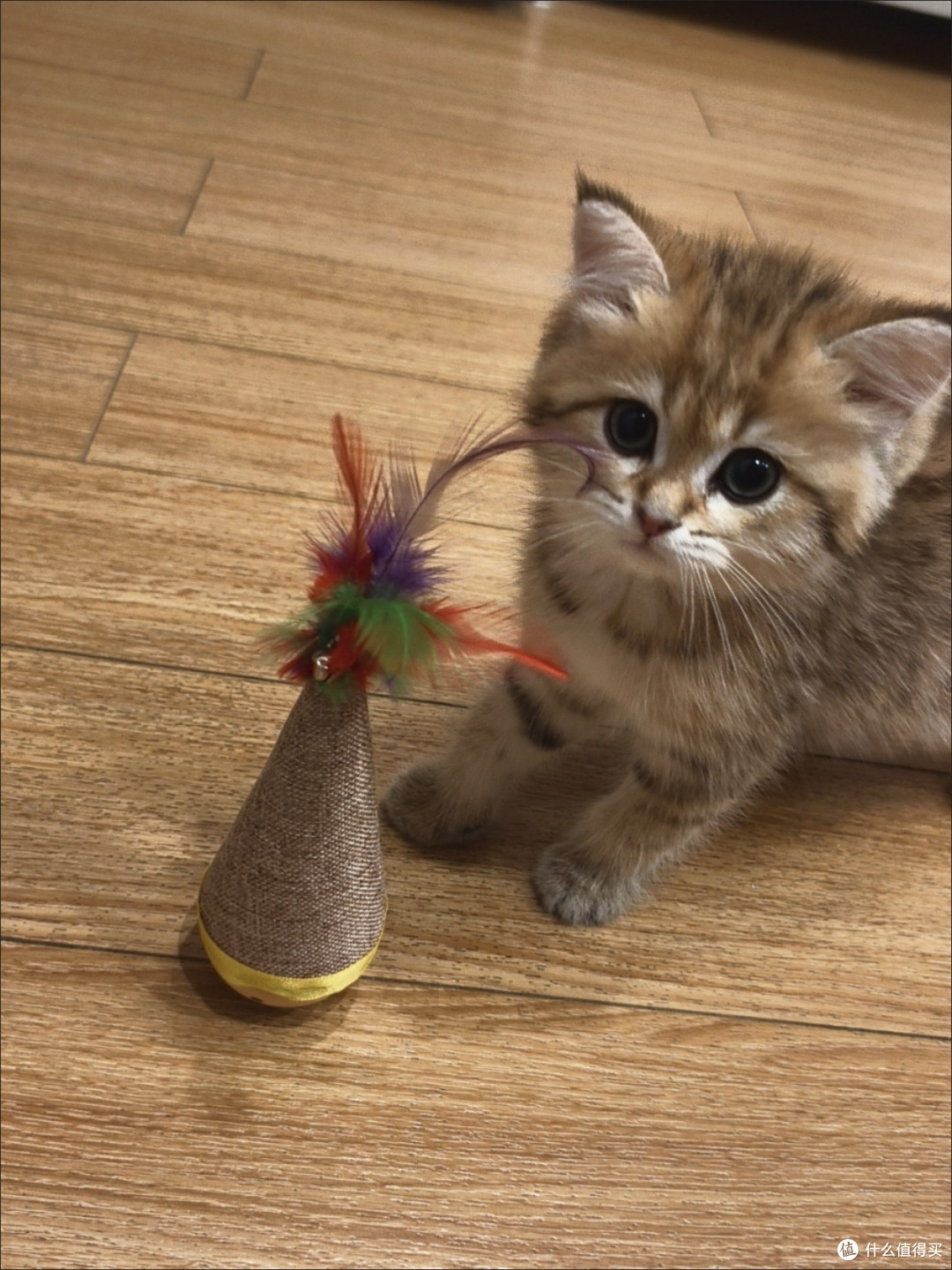 给家里的小猫买了这个不倒翁，我都担心我家的猫会累坏！