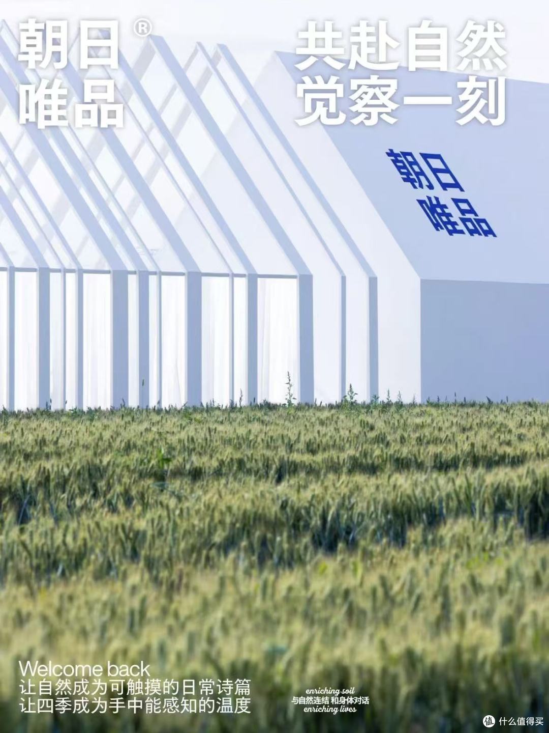 在莱阳的麦田，朝日唯品用二十余年回答一杯无调整有机牛乳的价值