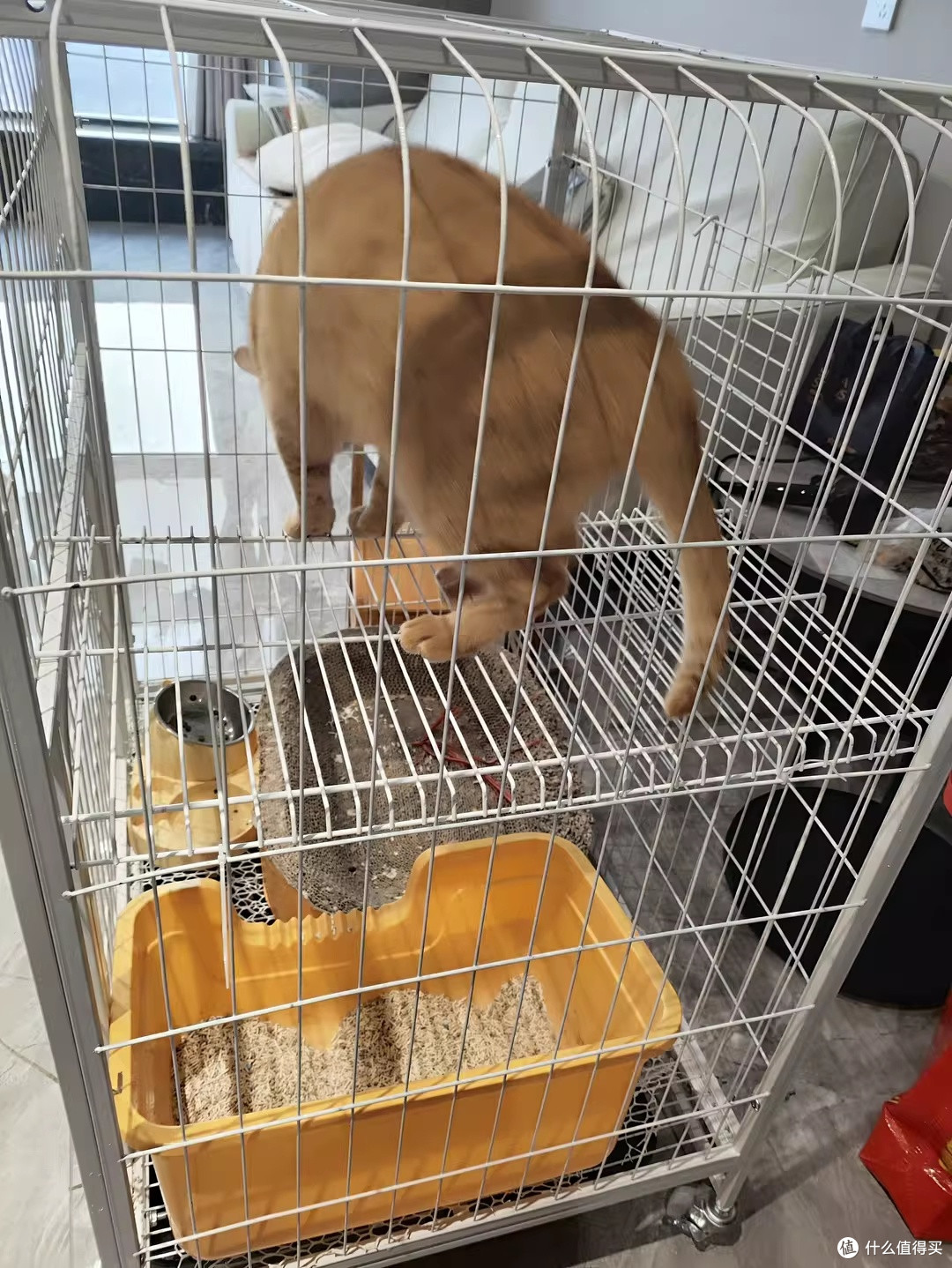 麦富迪舒然鱼油猫粮，我家挑嘴猫的真香现场