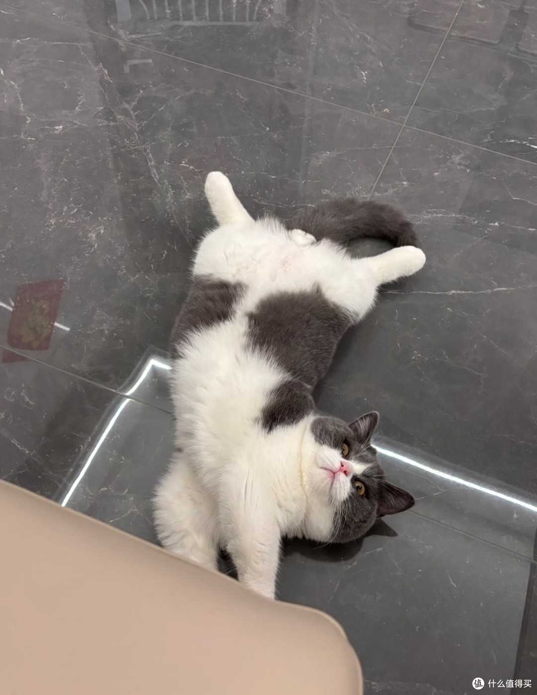 家有小猫,治愈日常疲惫
