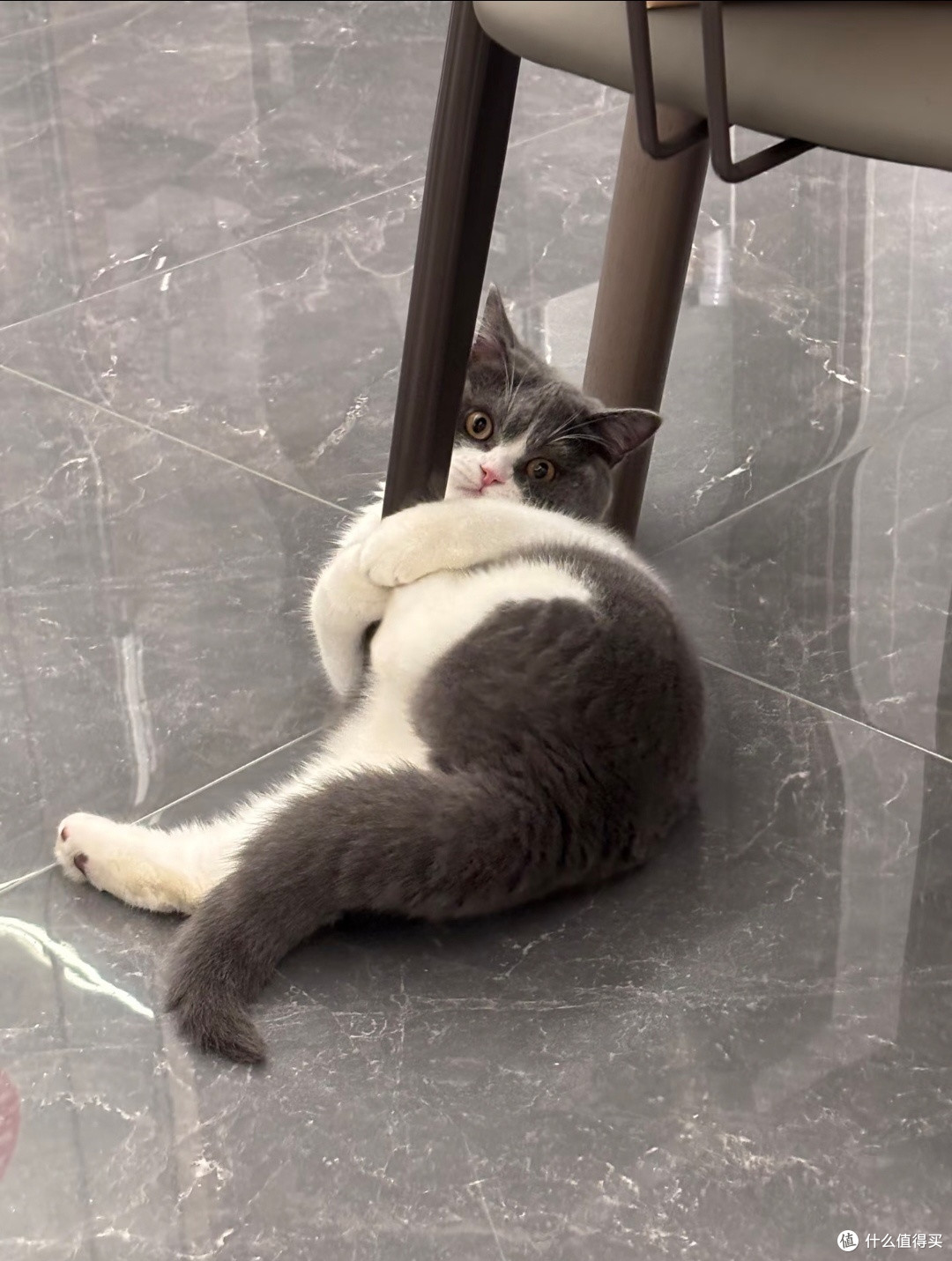 家有小猫,治愈日常疲惫