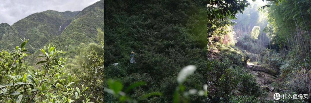 【红茶】幽然清甜兰花香，上清老街初山测评（260623）