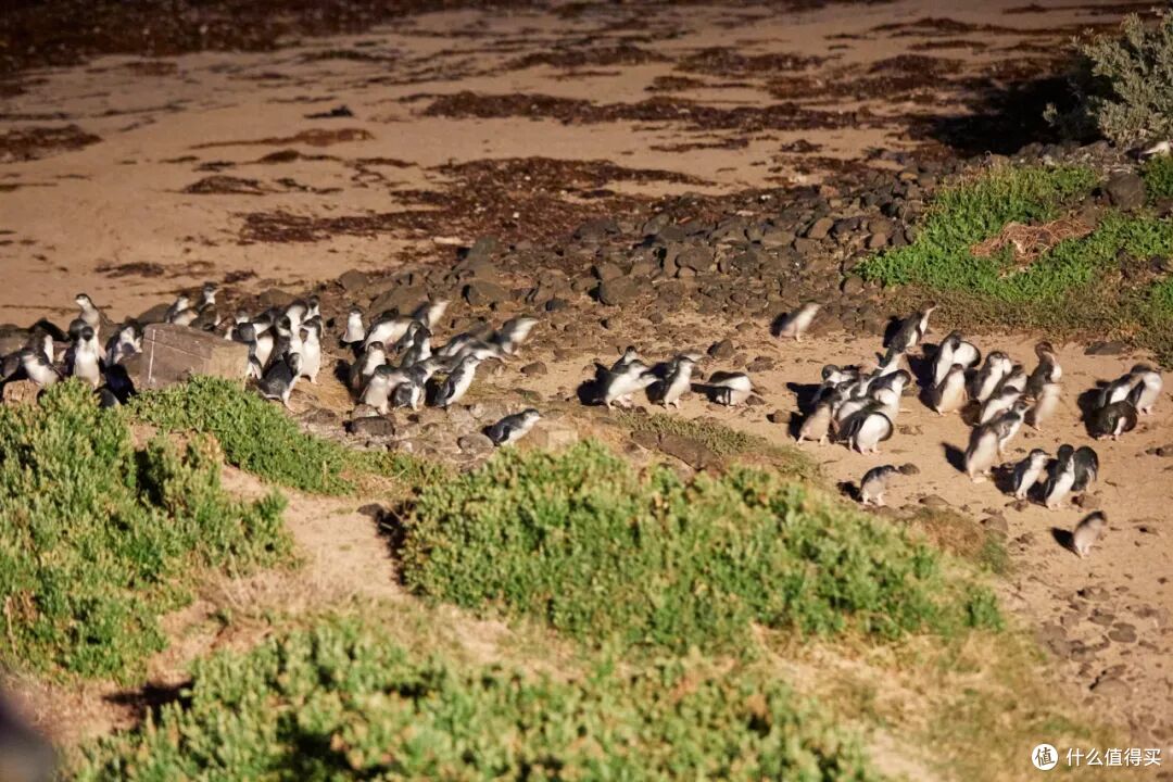 ● Phillip Island, Victoria  📷 / © Tourism Australia