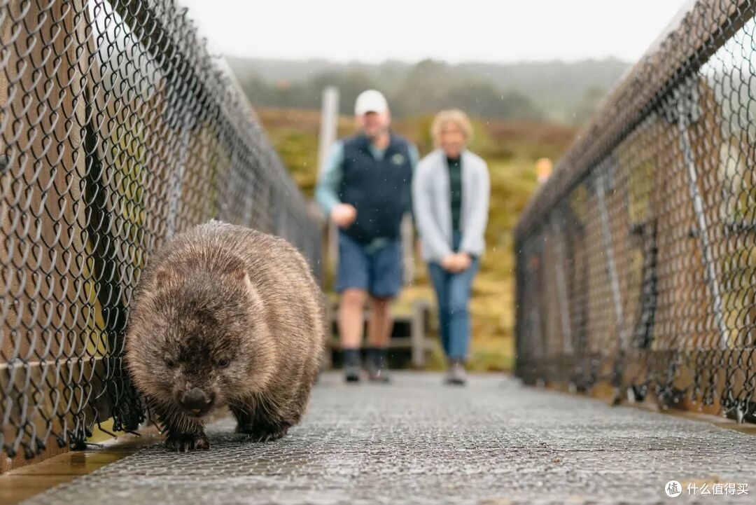 ● Cradle Mountain, Tasmania  📷 / © Tourism Australia