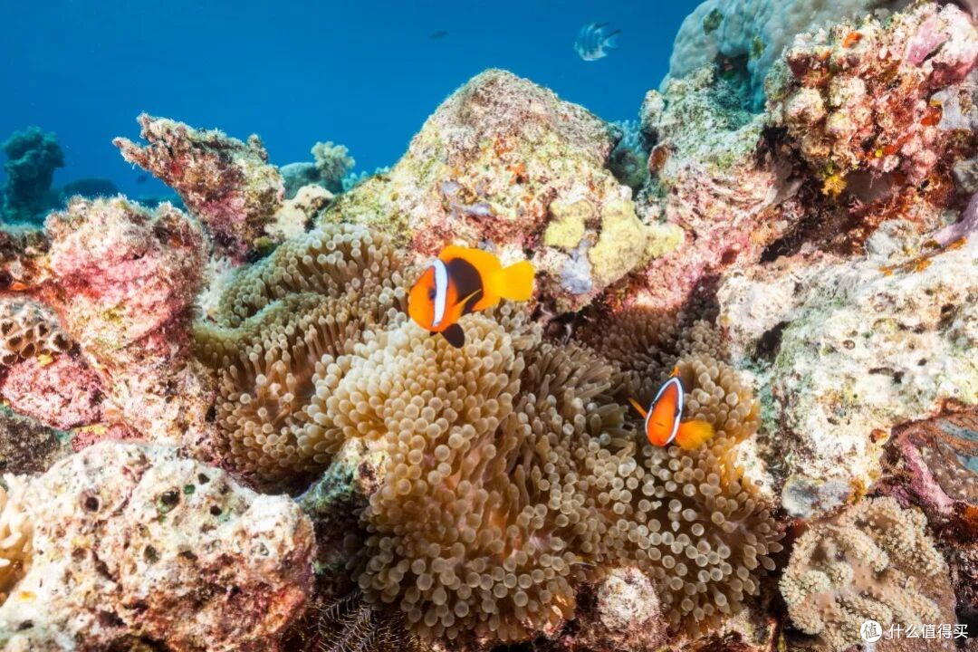 ● Great Barrier Reef, Queensland  📷 / © Tourism Australia