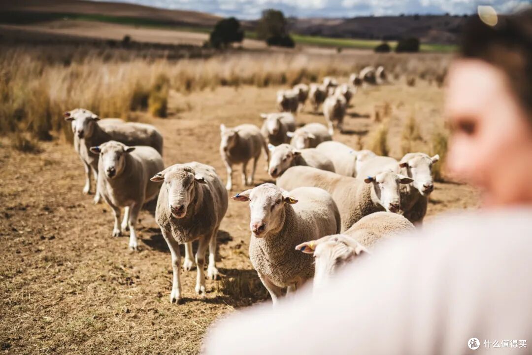 ● Curringa Farm, Hamilton, Tasmania  📷 / © Stu Gibson
