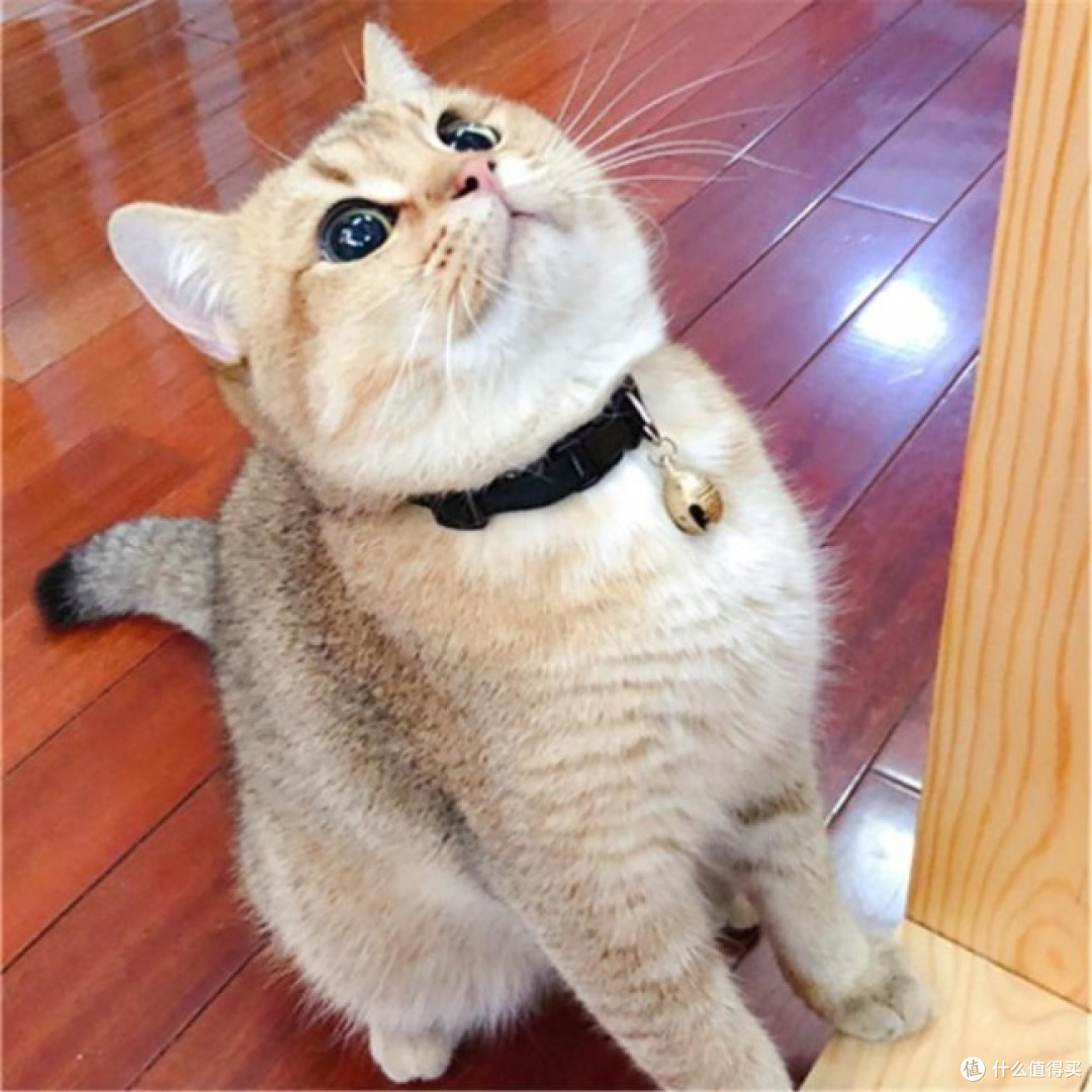 2026国产肠胃友好猫粮推荐:8款热门猫粮横评,看完再决定买哪款