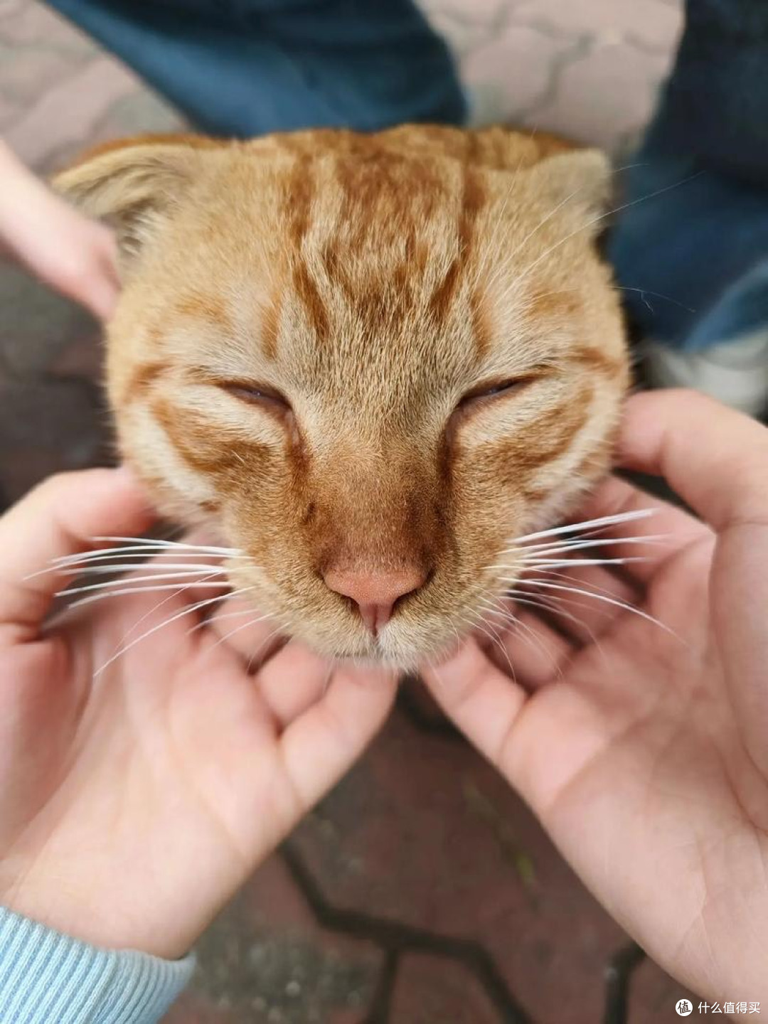 救命！猫咪挑食怎么办？感觉快被它逼成抑郁症了...