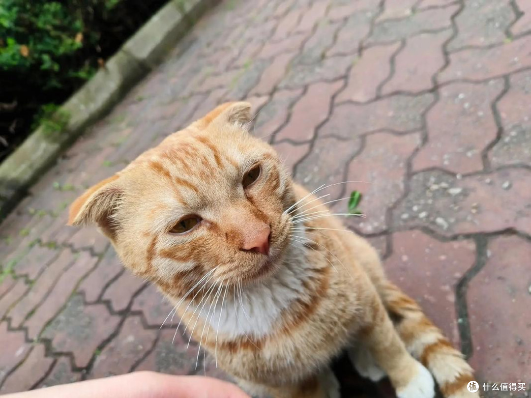 救命！猫咪挑食怎么办？感觉快被它逼成抑郁症了...