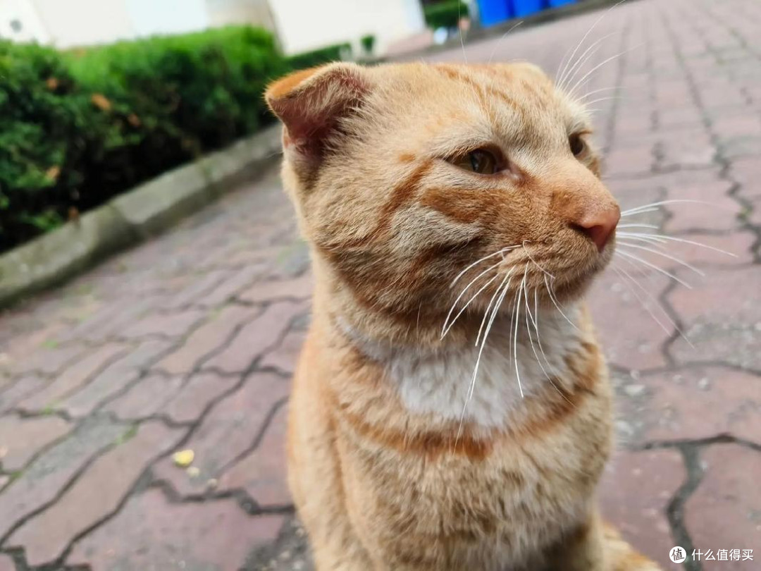 救命！猫咪挑食怎么办？感觉快被它逼成抑郁症了...