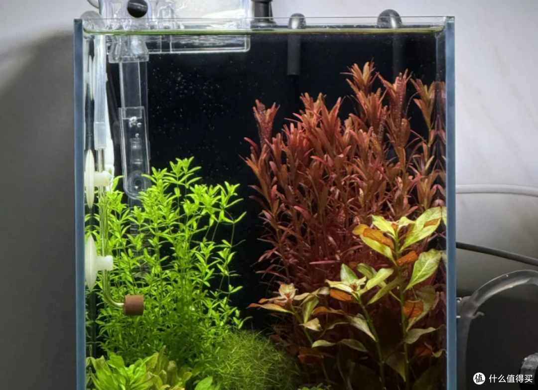 水草灯和普通LED灯有什么区别?看懂光谱、显色与养护,一次选对!