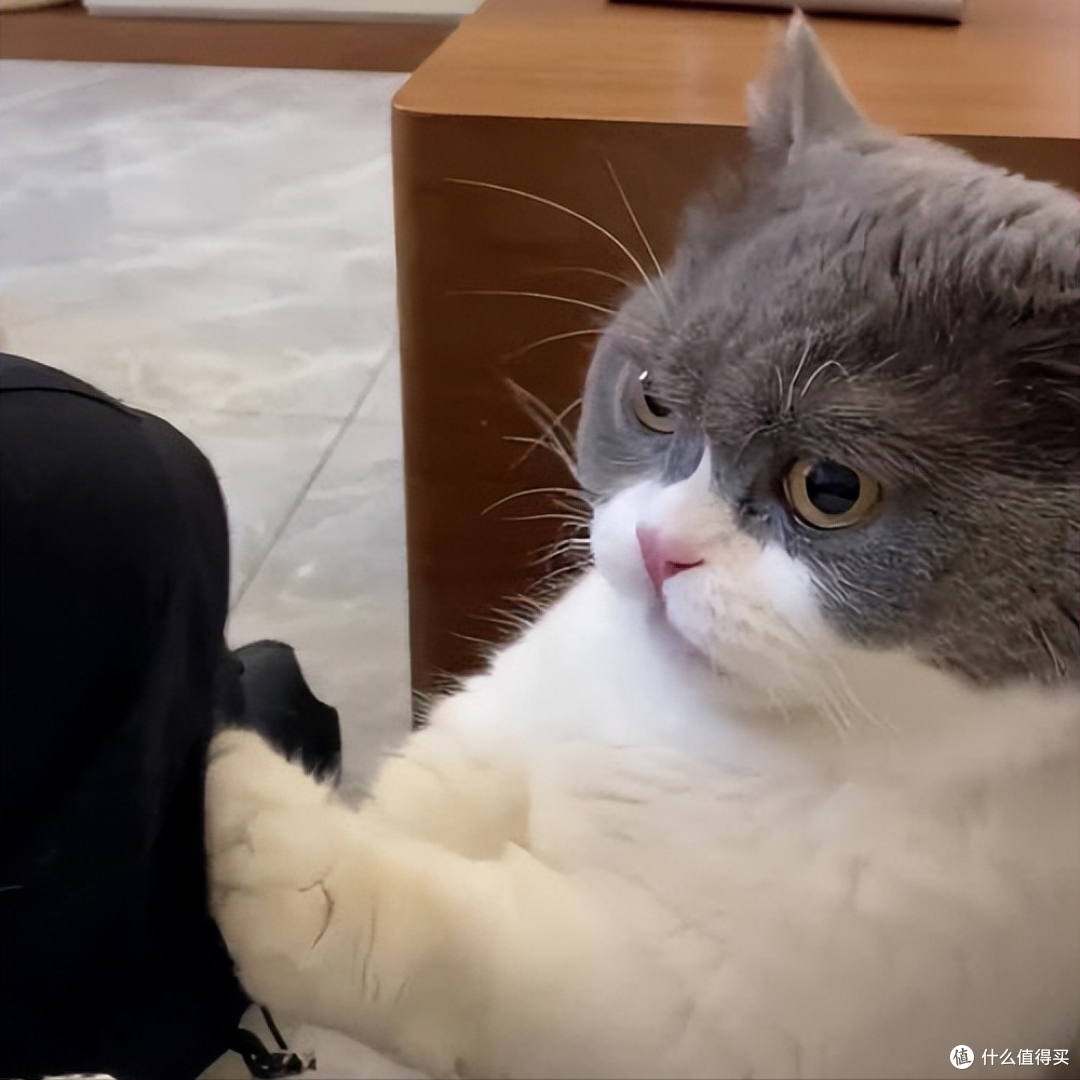 2026年6月口碑猫粮指南:如何挑选安全可长期喂养的主粮?