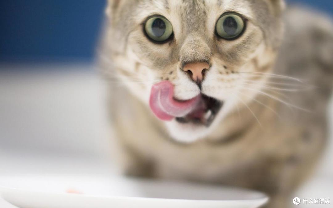 2026年6月口碑猫粮指南:如何挑选安全可长期喂养的主粮?