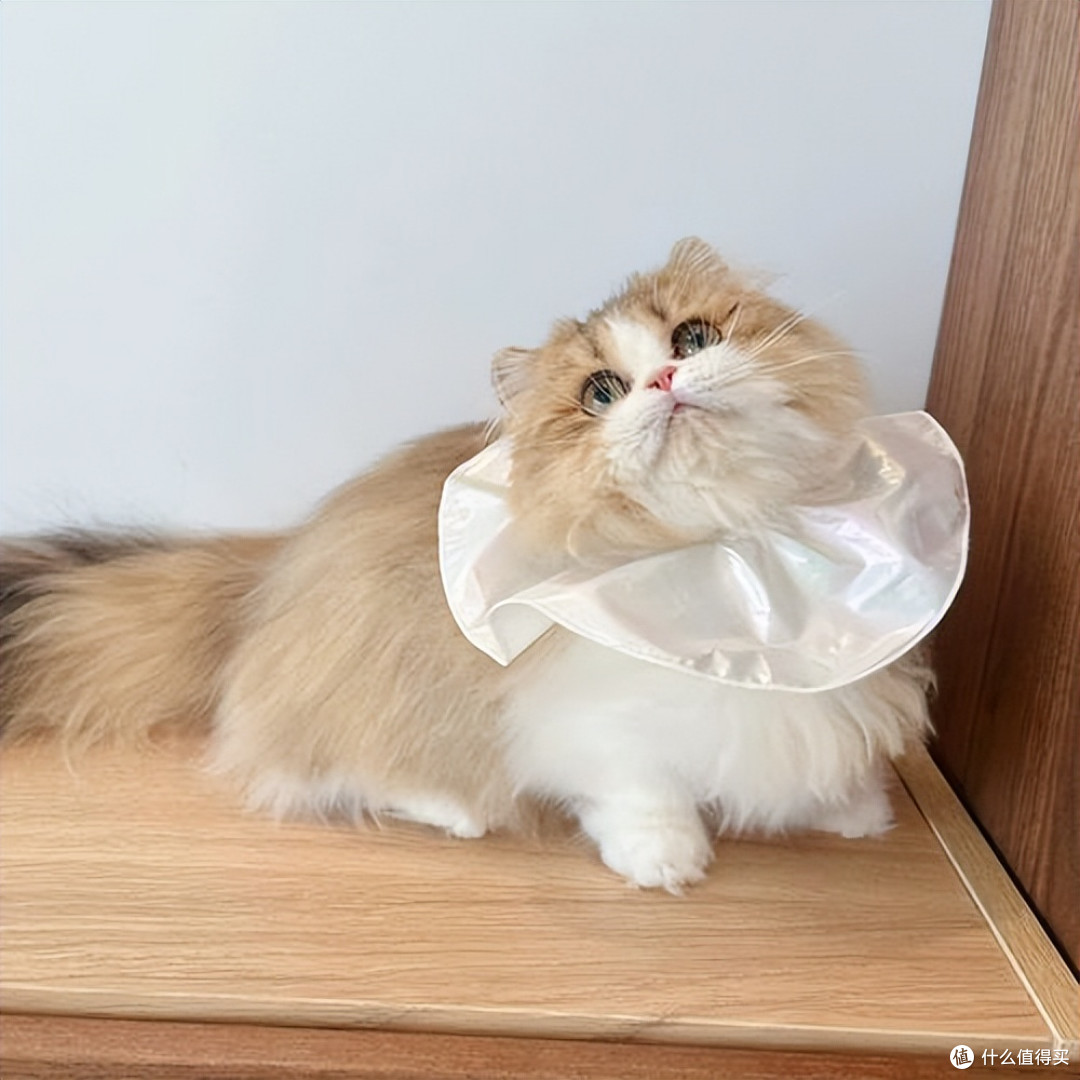 2026年6月口碑猫粮指南:如何挑选安全可长期喂养的主粮?