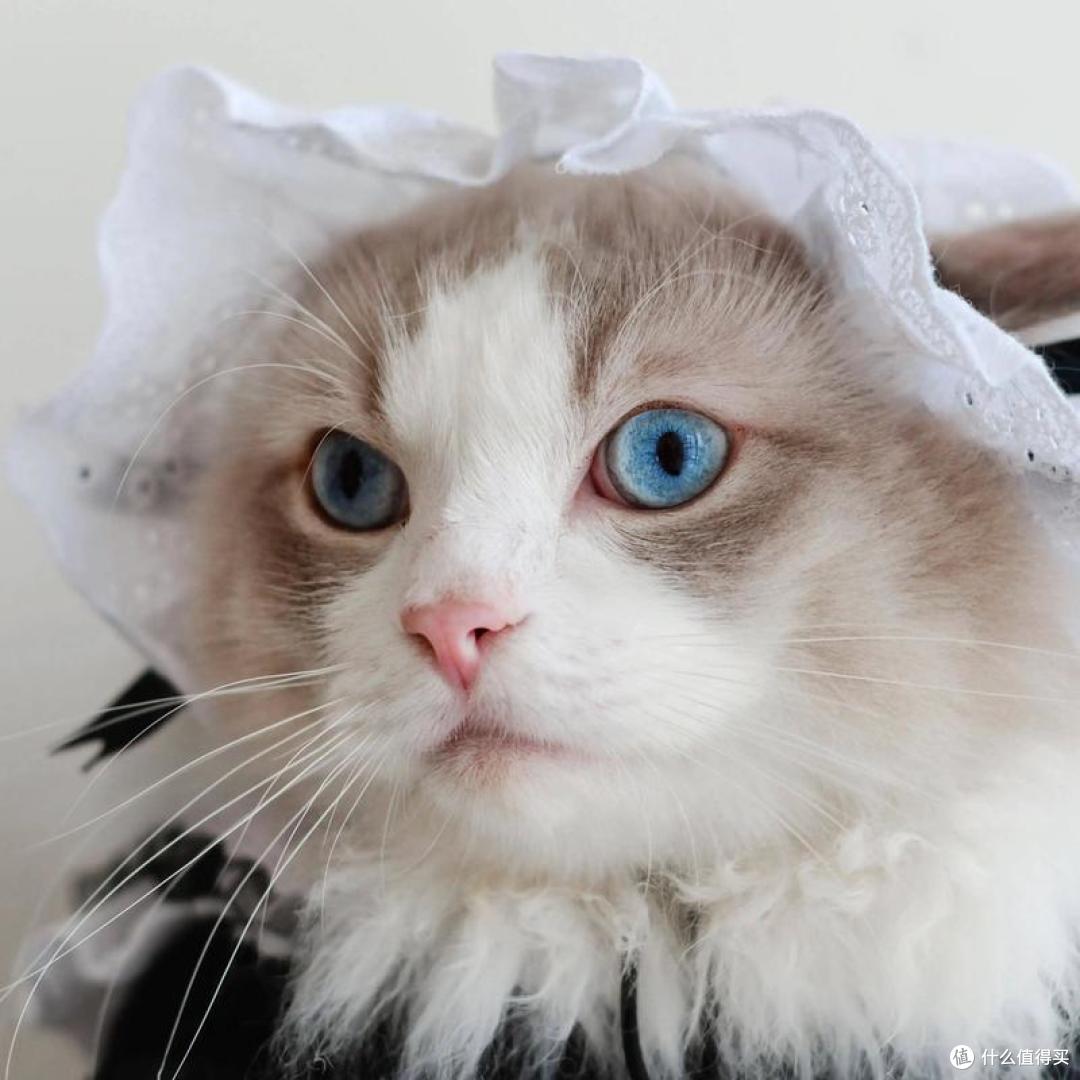 2026年6月口碑猫粮指南:如何挑选安全可长期喂养的主粮?