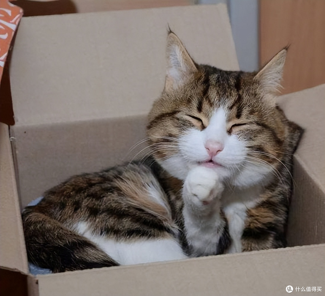 2026年6月口碑猫粮指南:如何挑选安全可长期喂养的主粮?