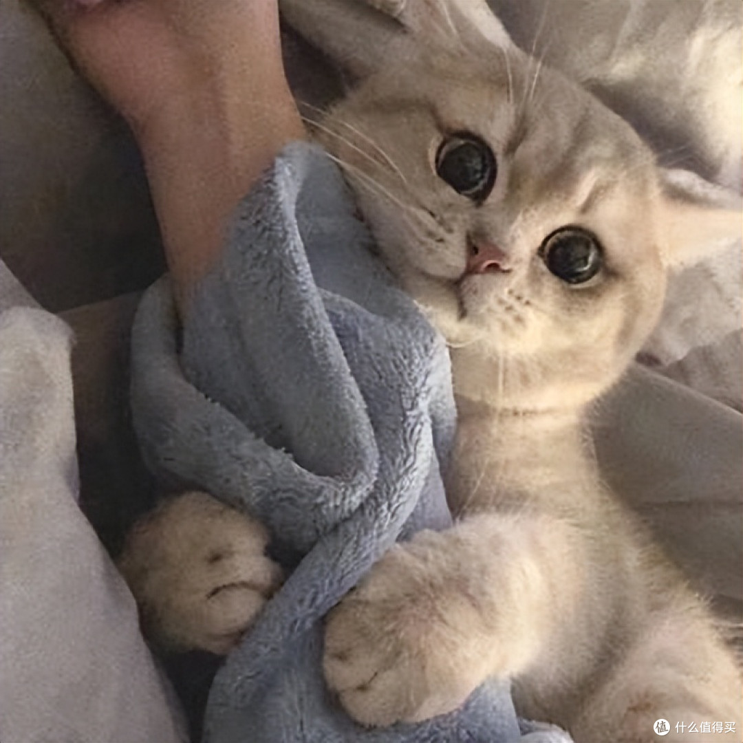 2026年6月口碑猫粮指南:如何挑选安全可长期喂养的主粮?