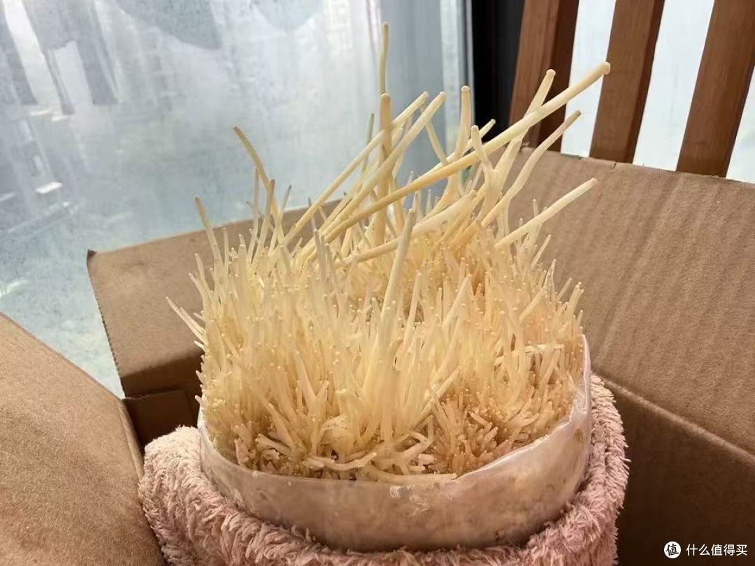阳台种菜天花板✨实现金针菇自由也太简单了!